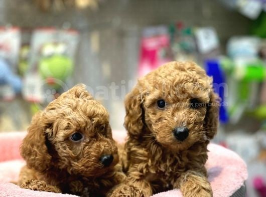 Mini Red Poodle Yavrularımız Geldi görsel