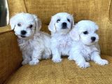 Pamuk Şeker Maltese Terrier Yavrularımız