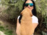 Golden Retriver Yavrularım Sağlık Ve Irk Garantilid