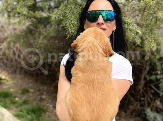 Golden Retriver Yavrularım Sağlık Ve Irk Garantilid görsel