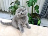 Safkan ve cana yakın sağlık garantili bebekler