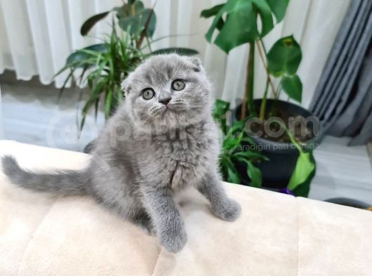 Safkan Ve Cana Yakın Sağlık Garantili Bebekler