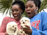 Maltese Terrier Yavrular