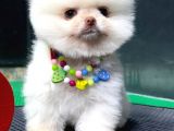 Pomerani̇an Boo