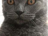 Erkek British Shorthair Kedime Eş Arıyorum