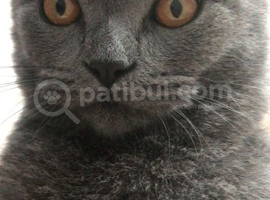 Erkek British Shorthair Kedime Eş Arıyorum görsel