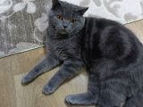 Erkek british shorthair kedime eş arıyorum