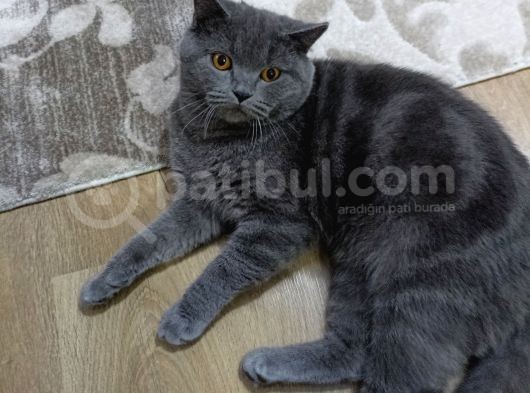 Erkek British Shorthair Kedime Eş Arıyorum