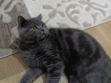 Erkek British Shorthair Kedime Eş Arıyorum