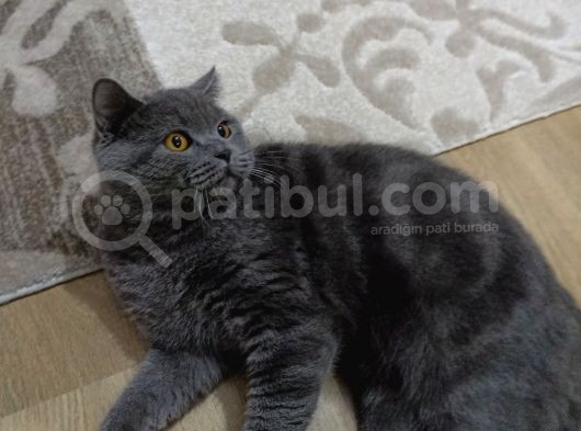 Erkek British Shorthair Kedime Eş Arıyorum görsel