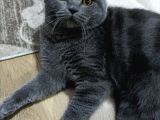 Erkek British Shorthair Kedime Eş Arıyorum