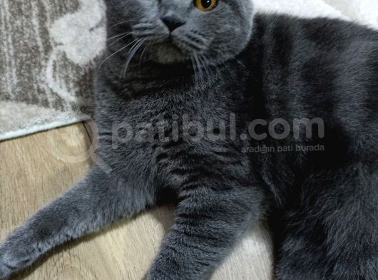 Erkek British Shorthair Kedime Eş Arıyorum görsel