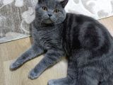 Erkek British Shorthair Kedime Eş Arıyorum