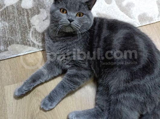 Erkek British Shorthair Kedime Eş Arıyorum görsel