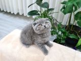 Safkan Ve Cana Yakın Sağlık Garantili Bebekler