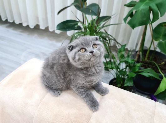 Safkan Ve Cana Yakın Sağlık Garantili Bebekler görsel