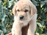 Burun Koca Kafa Golden Retri̇ever Yavrulari
