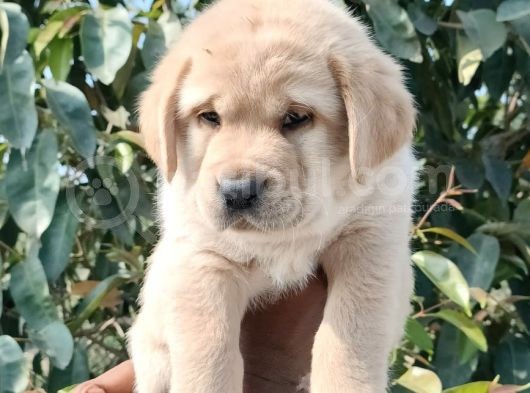 Burun Koca Kafa Golden Retri̇ever Yavrulari görsel