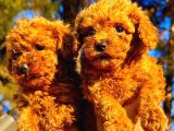 Toypoodle Çok Şirin Yavrular