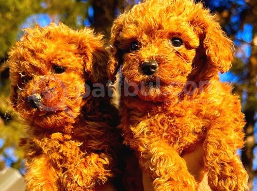 Toypoodle Çok Şirin Yavrular görsel
