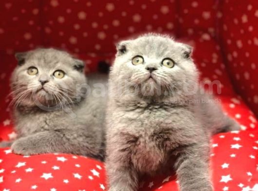 Evi̇ni̇zi̇n Yeni̇ Üyesi̇ Scotti̇sh Fold Top Kafa Yavrularim