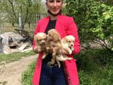 Maltipoo Yavrularım Sağlık Ve Irk Garantilidir