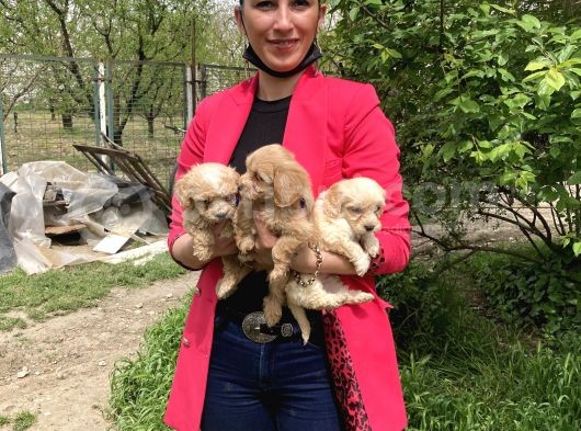 Maltipoo Yavrularım Sağlık Ve Irk Garantilidir görsel
