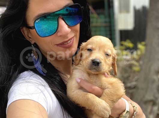 Golden Retriver Yavrularım Sağlık Ve Irk Garantilid görsel