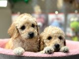 apricot poodle yavrularımız geldi