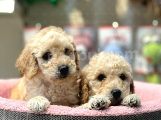 Apricot Poodle Yavrularımız Geldi