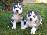 Maviş gözlü Safkan Husky minikler