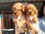 Çok tatlı Toy Poodle Yavruları