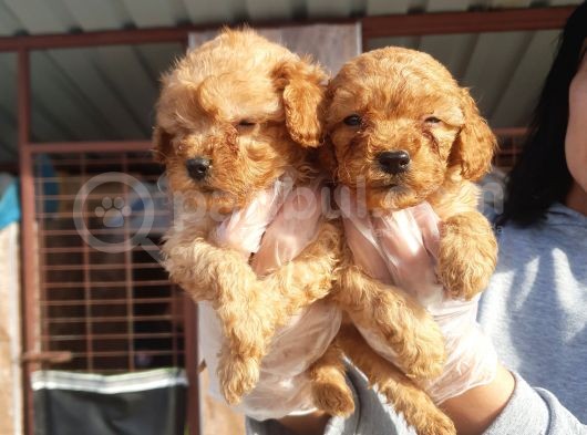 Çok Tatlı Toy Poodle Yavruları