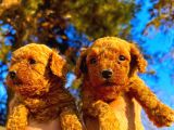 Toypoodle Çok Şirin Yavrular