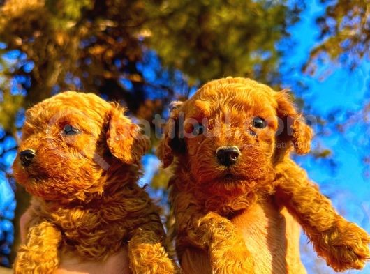 Toypoodle Çok Şirin Yavrular görsel