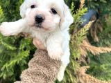 Xxsmall morkie yavrum