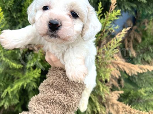 Xxsmall Morkie Yavrum