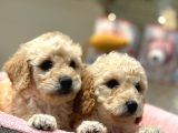 Apricot Poodle Yavrularımız Geldi