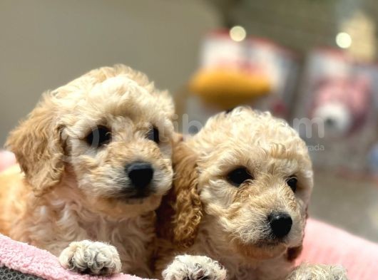 Apricot Poodle Yavrularımız Geldi görsel
