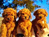 Toypoodle çok şirin yavrular
