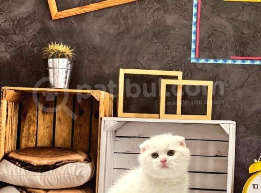 Kar Beyazi Scotti̇sh Fold Yavrularimiz görsel