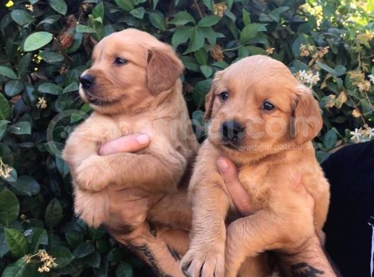 Golden Retriver Yavrularım Sağlık Ve Irk Garantilid görsel