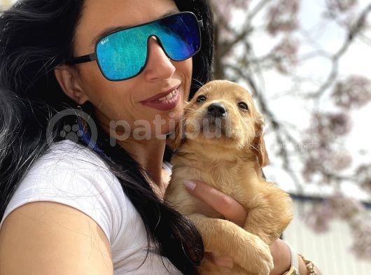 Golden Retriver Yavrularım Sağlık Ve Irk Garantilid görsel