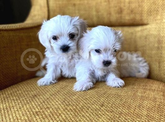 Pamuk Şeker Maltese Terrier Yavrularımız görsel