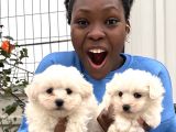 Maltese Terrier Yavrular