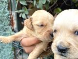 Golden Retriver Yavrularım Sağlık Ve Irk Garantilid