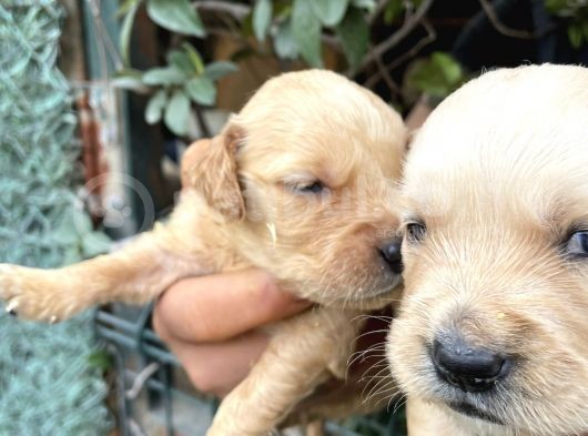 Golden Retriver Yavrularım Sağlık Ve Irk Garantilid görsel