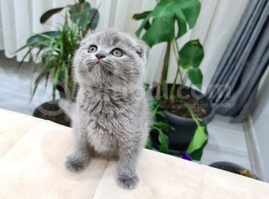 Safkan Ve Cana Yakın Sağlık Garantili Bebekler görsel