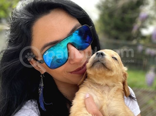 Golden Retriver Yavrularım Sağlık Ve Irk Garantilid görsel