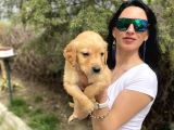 Golden Retriver Yavrularım Sağlık Ve Irk Garantilid